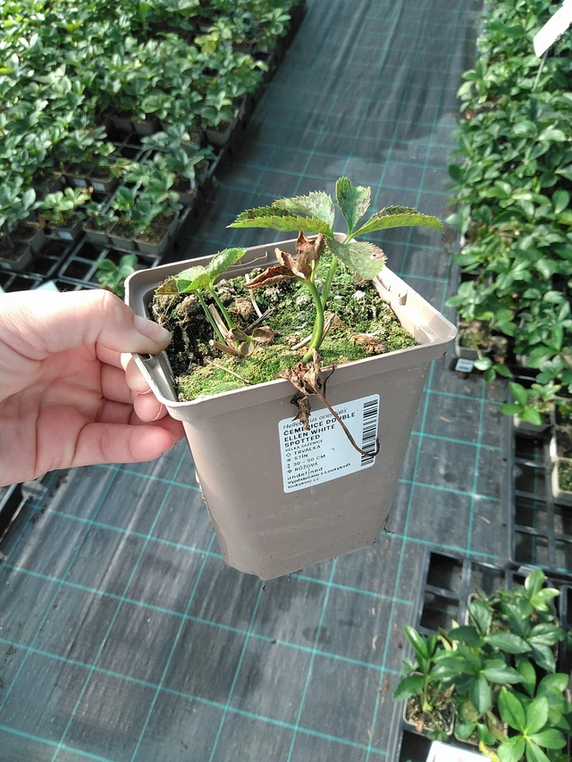 Jouluruusu Double Ellen Yellow Spotted - 11. 7. 2025