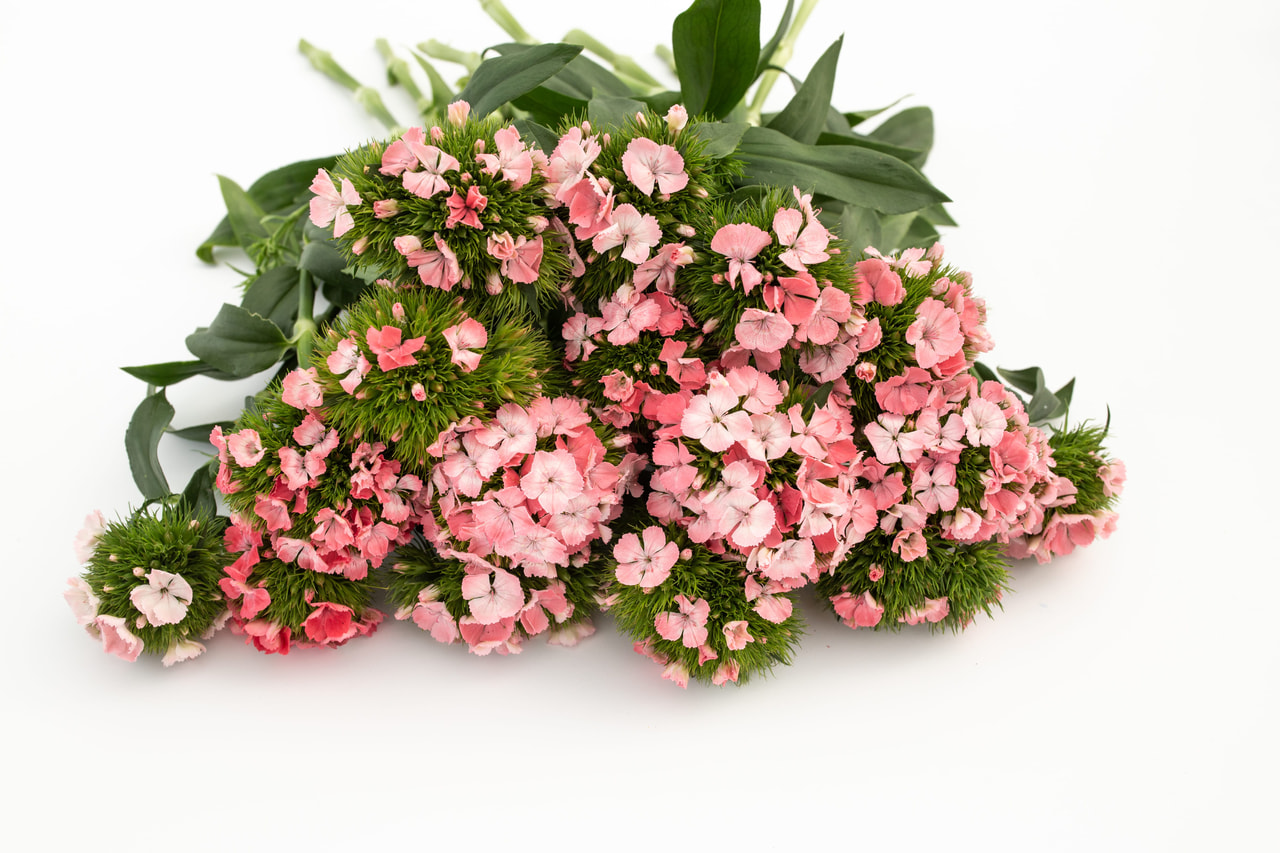 Clavel del poeta Barbienne Pink, Loukykvět