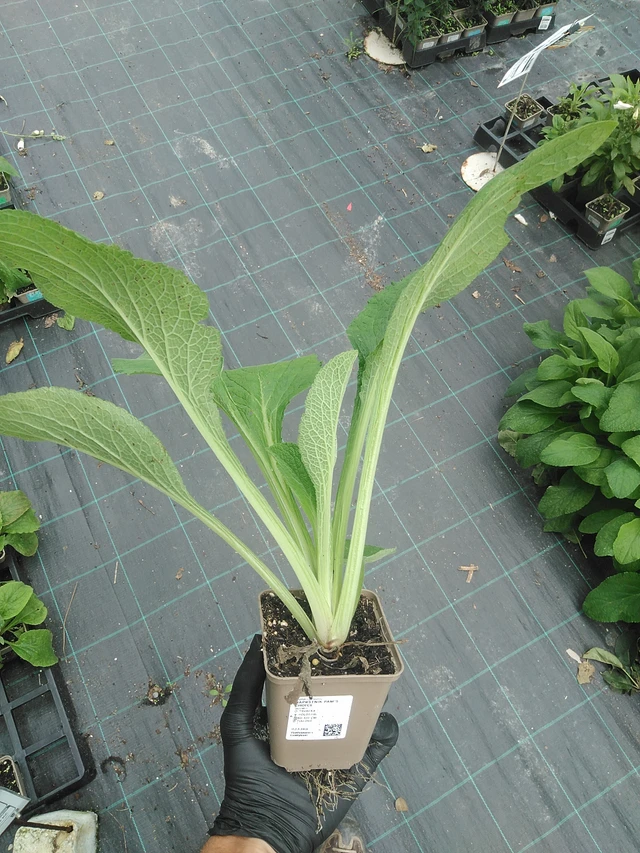 Sormustinkukka Pam’s Choice - 31. 7. 2025