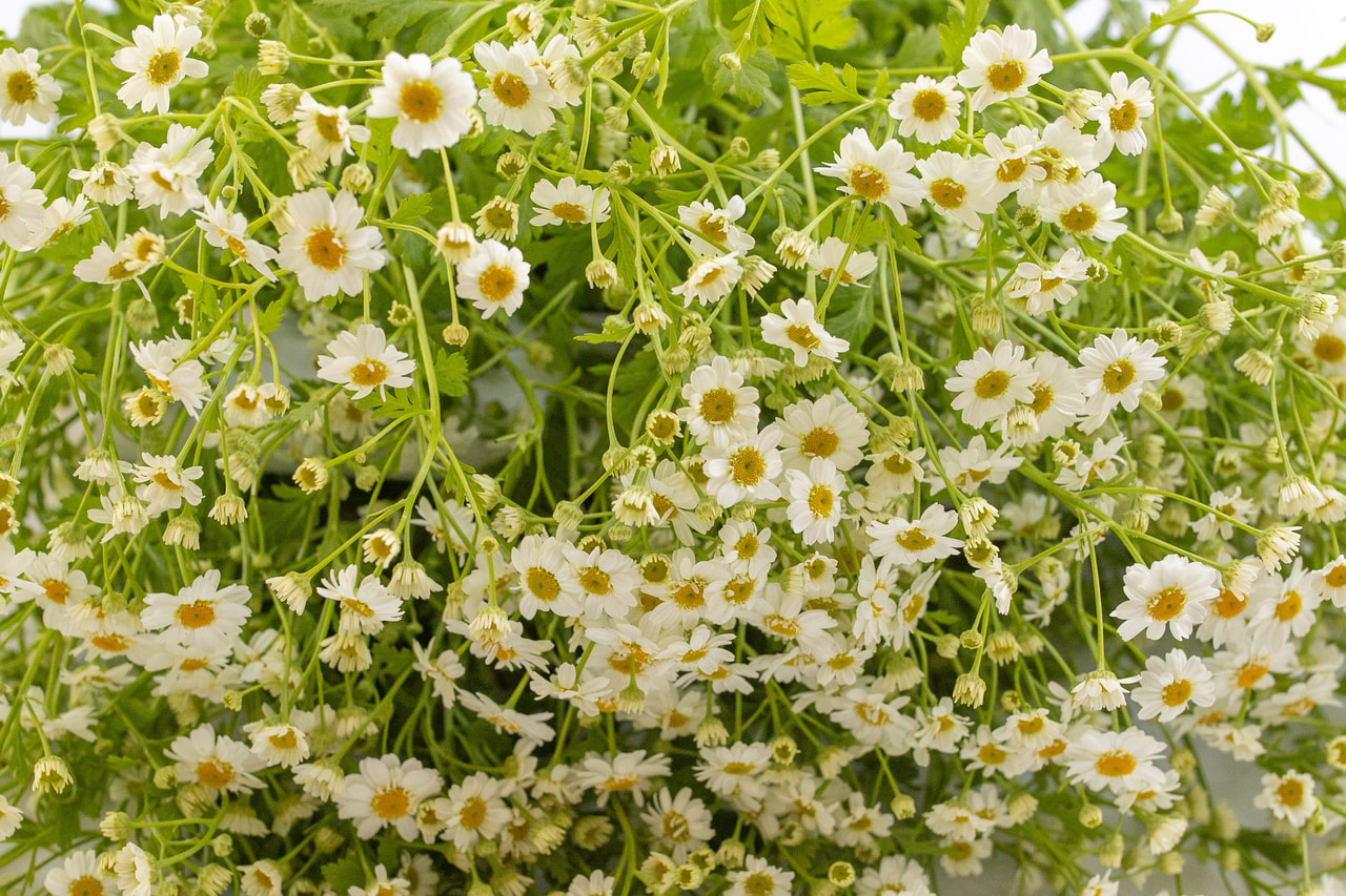 Reunuspietaryrtti Campagne, Loukykvět