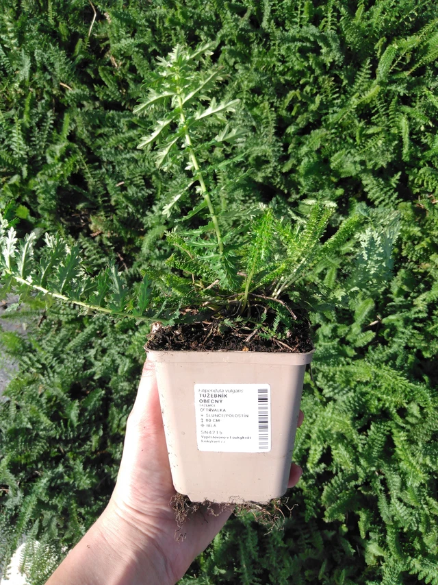 Reina de los prados - 2024