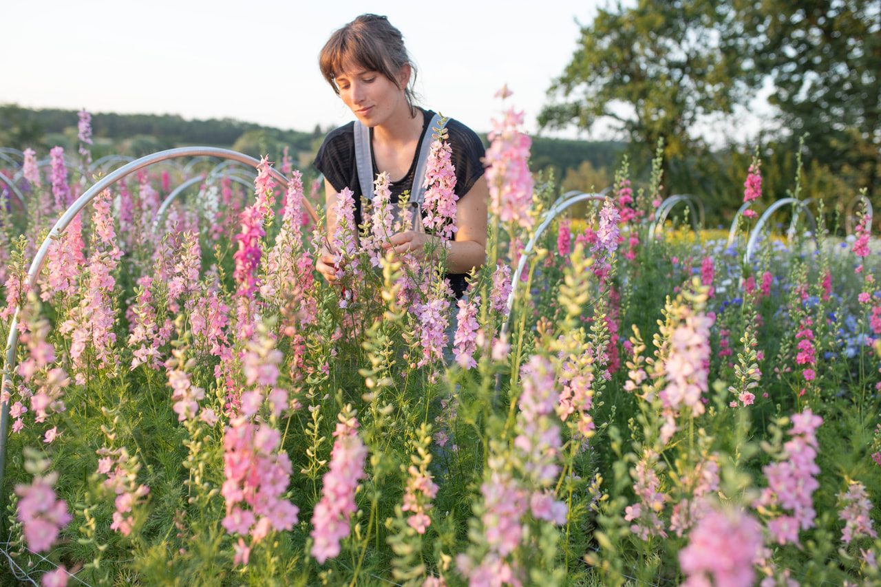 Larkspur QIS Light Pink, Loukykvět