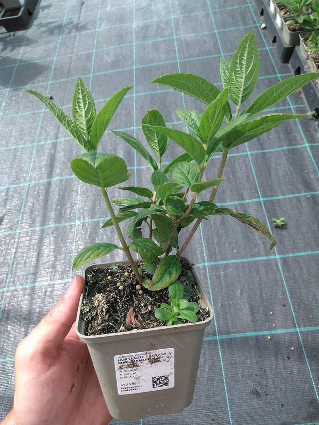 Syyshortensia Pink Diamond - 26. 6. 2025