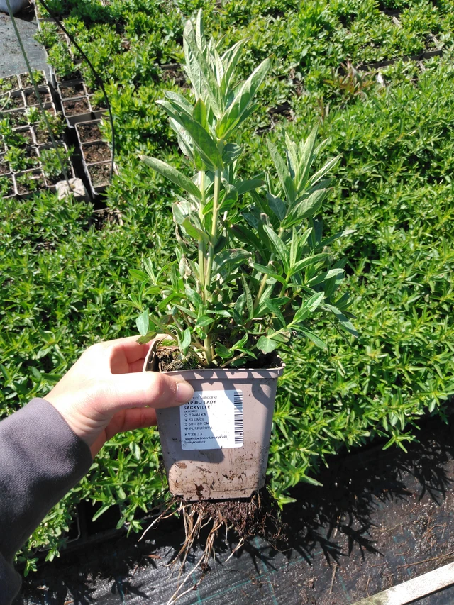 Rantakukka Lady Sackville - 13. 5. 2025