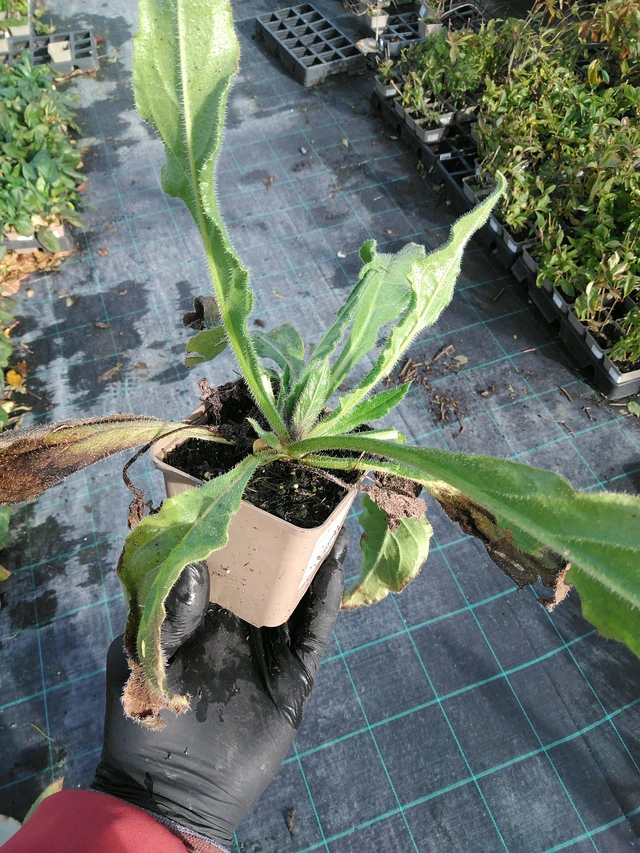 Italianrastas - 31. 10. 2025