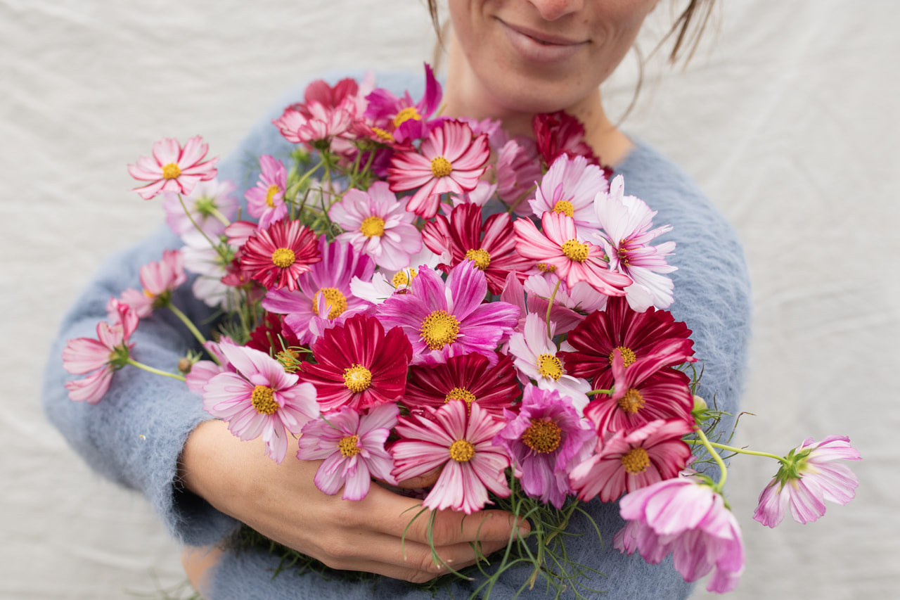 Cosmos Palette Brush Mix, Loukykvět