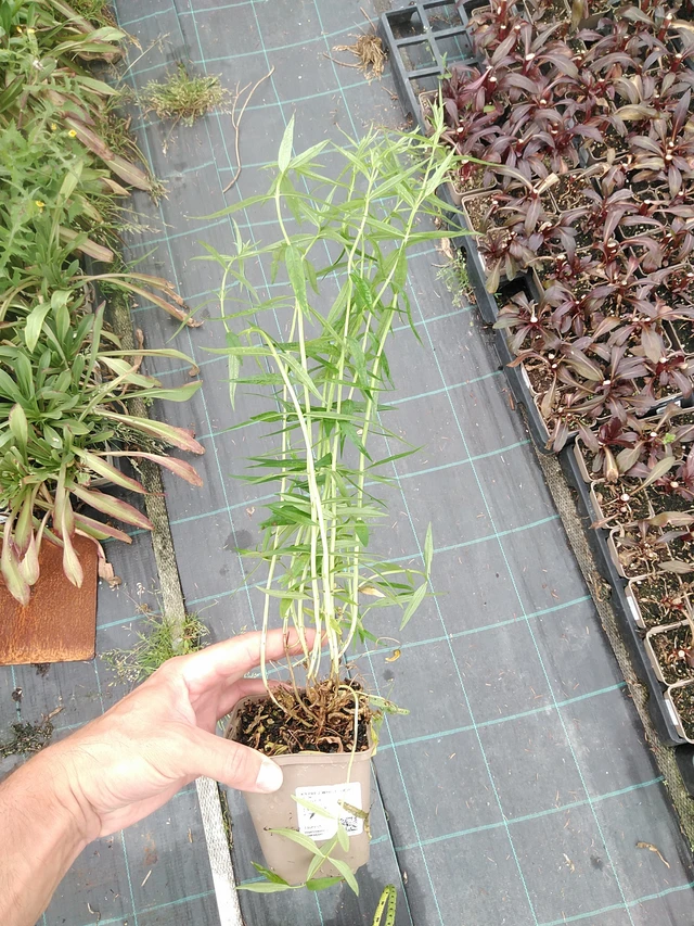 Rantakukka White Swirl - 21. 7. 2025