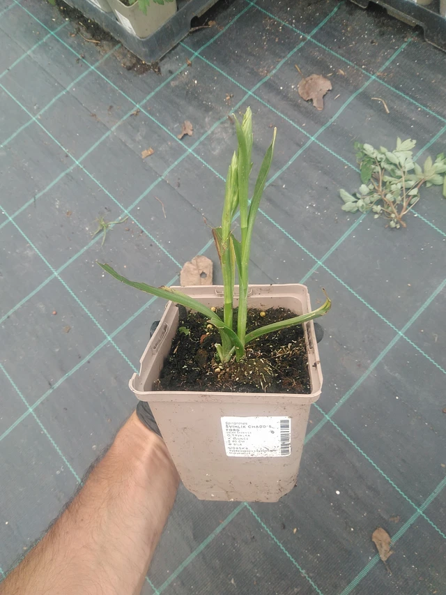 Gaura Chadd's Ford - 10. 9. 2025