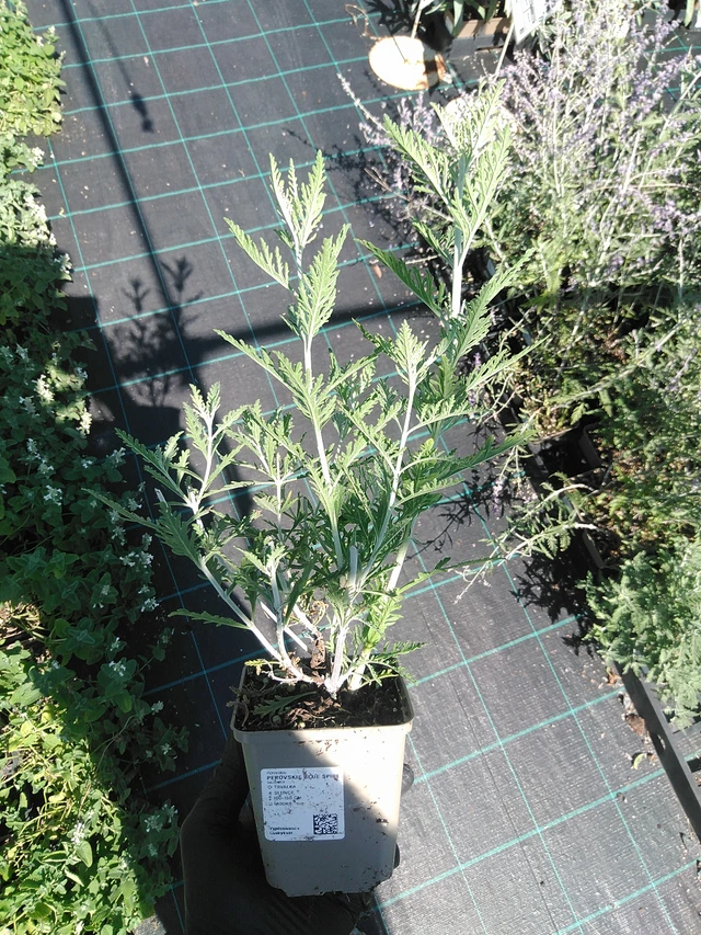 Pioska Blue Spire - 19. 8. 2025