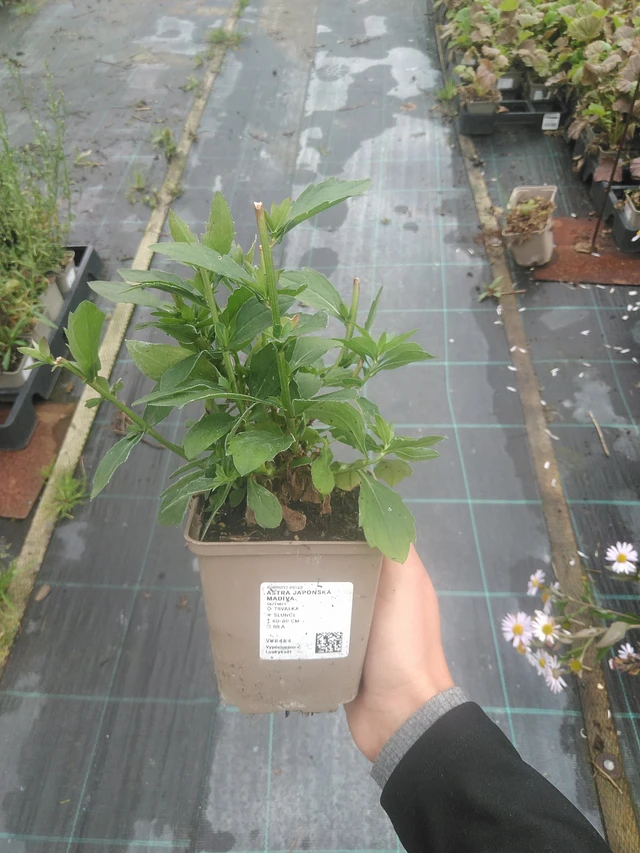 Kiinaasteri Madiva - 10. 10. 2025