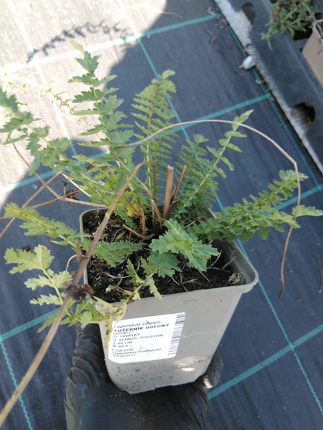 Reina de los prados - 19. 8. 2025