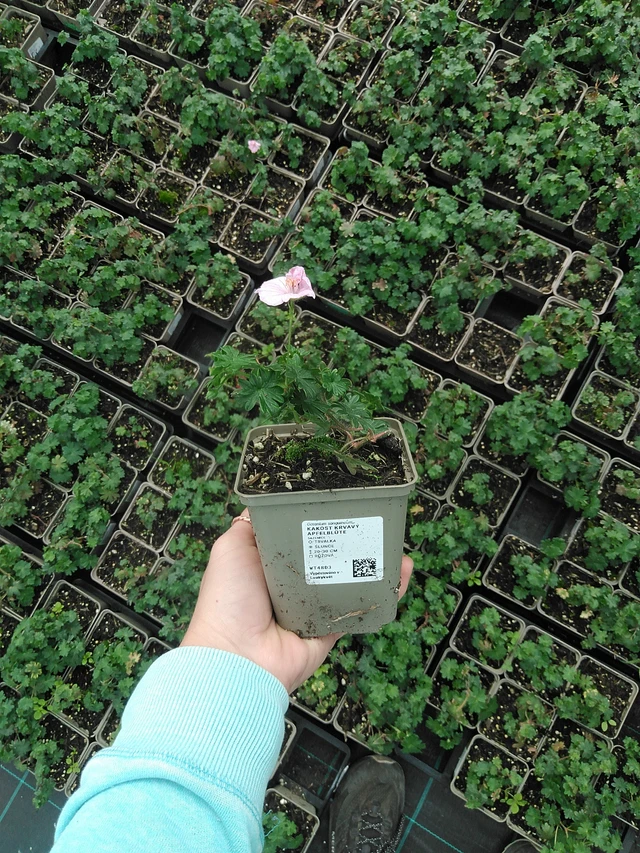 Verikurjenpolvi Apfelblüte - 9. 6. 2025