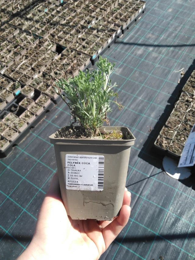 Artemisia Coca Cola - 3. 4. 2025