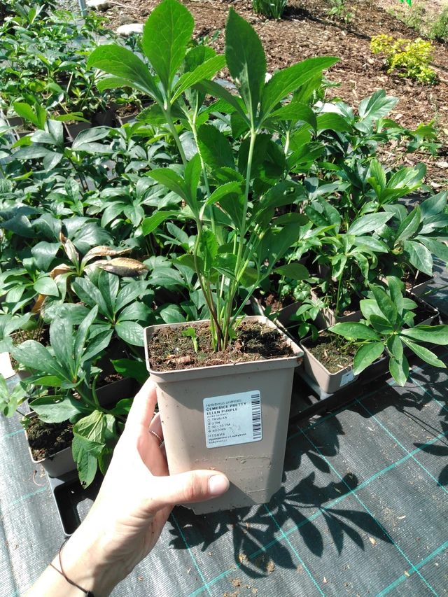 Jouluruusu Pretty Ellen Purple - 2024