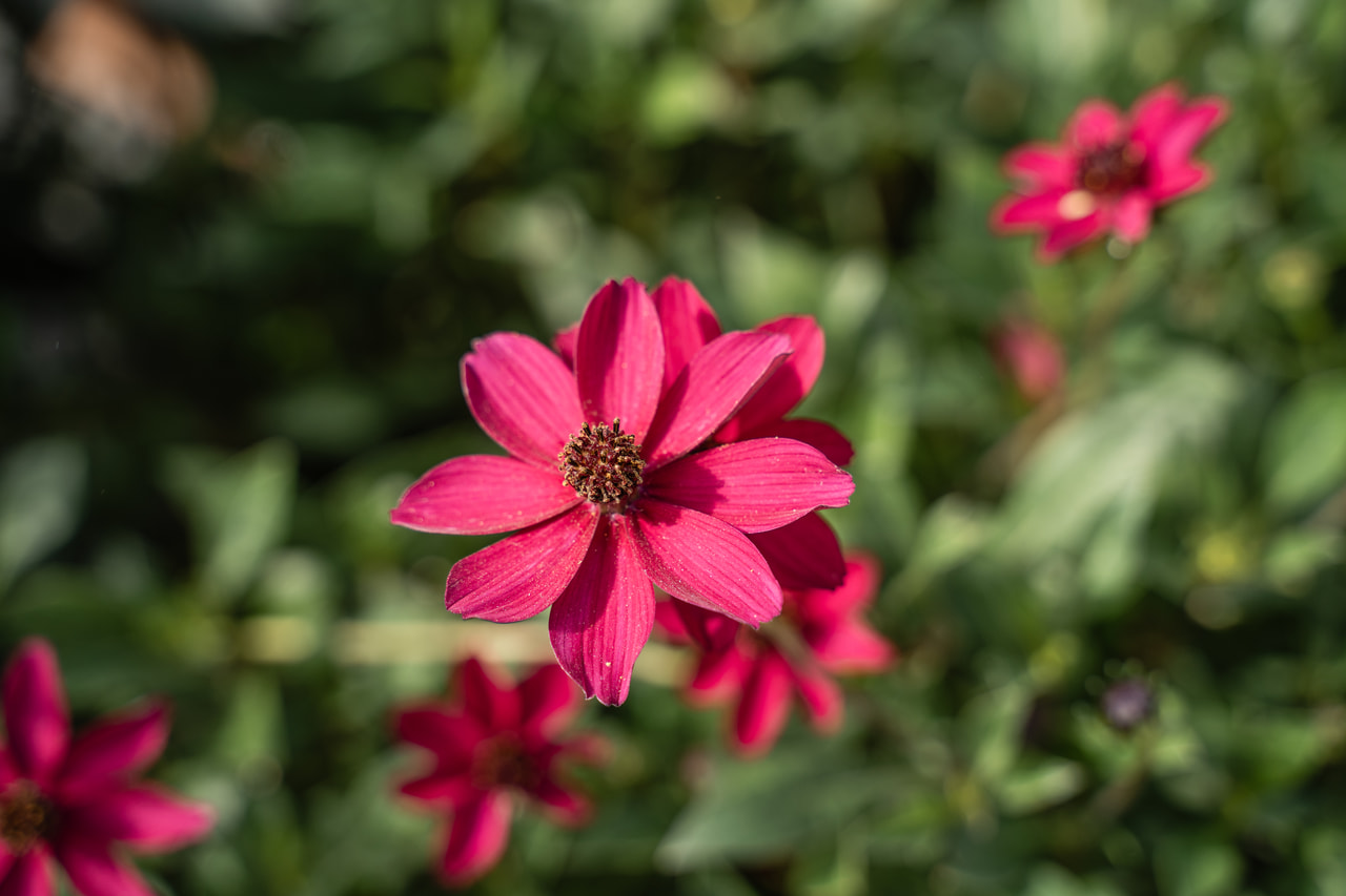 Kosmoskukka Cherry Chocolate, Loukykvět