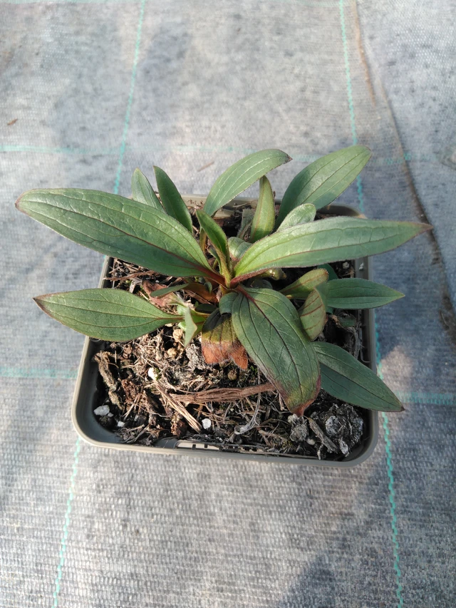 Punahattu Rocky Top - 3. 4. 2025