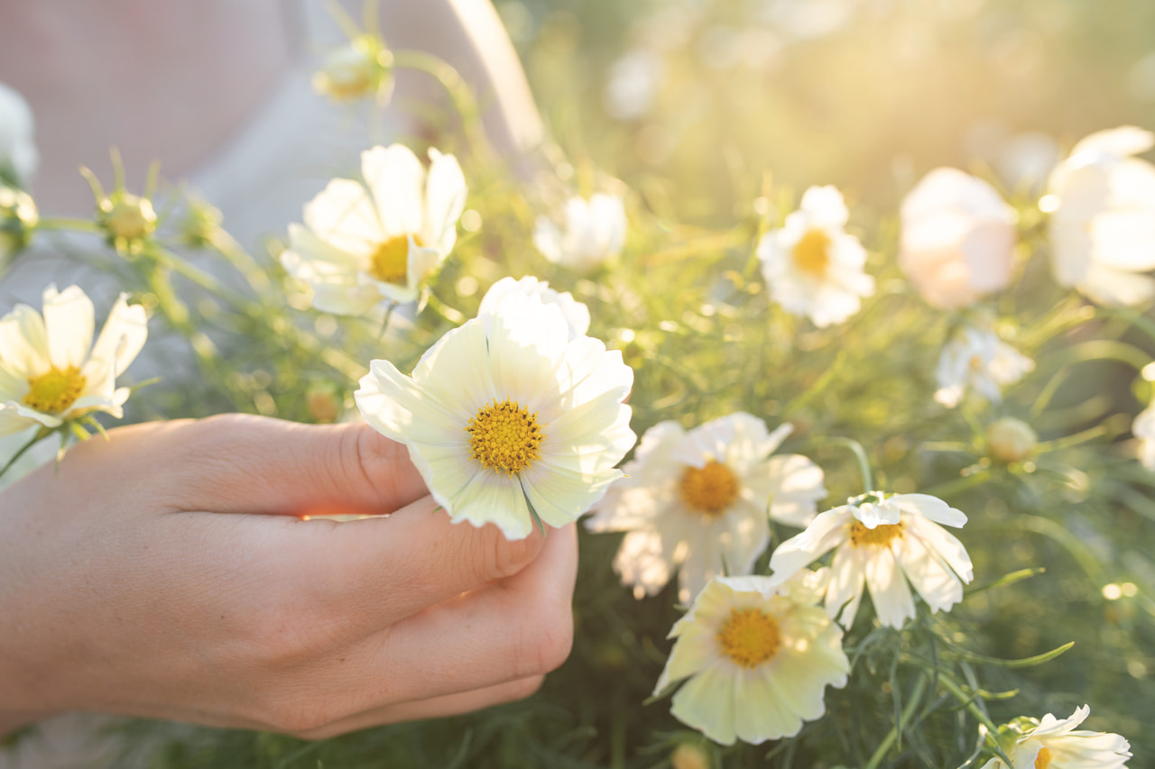 Cosmos Lemonade, Loukykvět