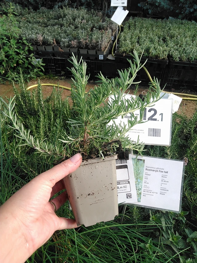 Romero Fox tail - 19. 8. 2025