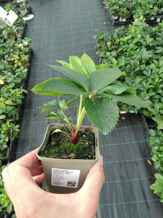 Jouluruusu Double Ellen Yellow Spotted - 28. 7. 2025