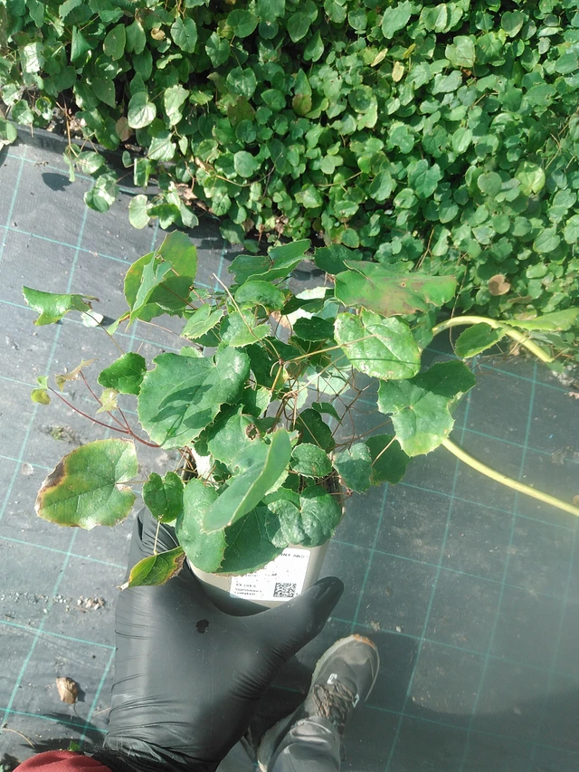 Epimedium Sunny and Share - 13. 10. 2025