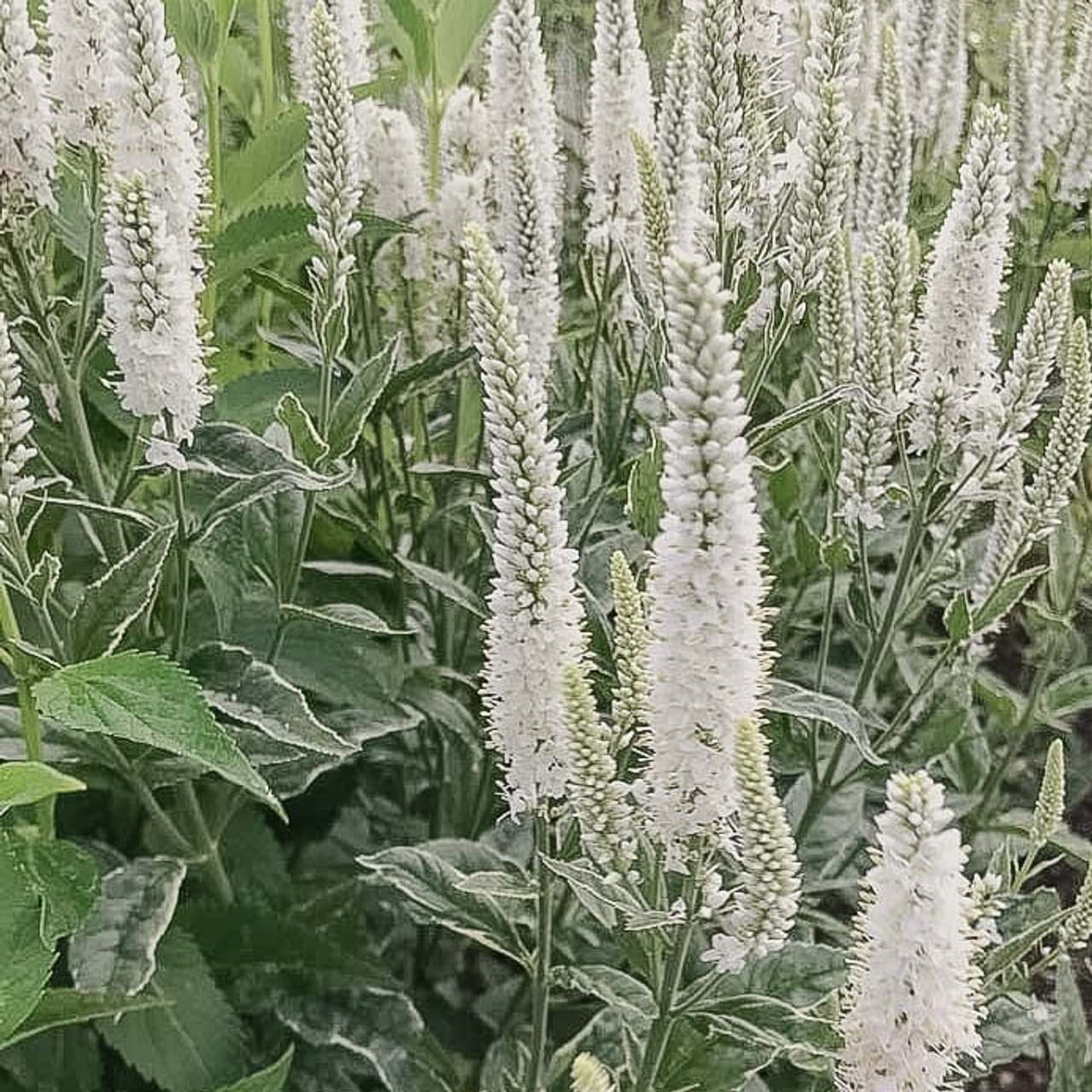 Tädyke Melanie White, Loukykvět