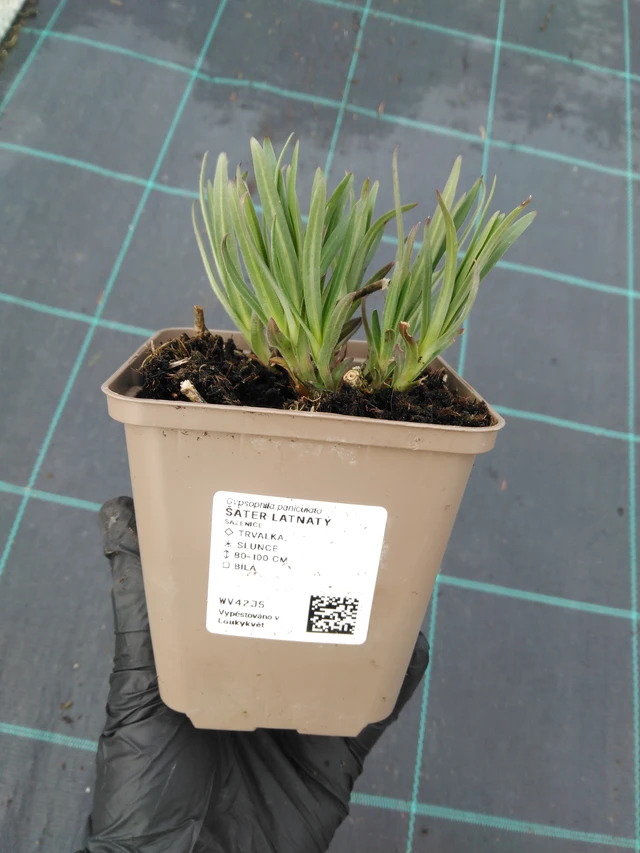 Morsiusharso - 1. 4. 2026