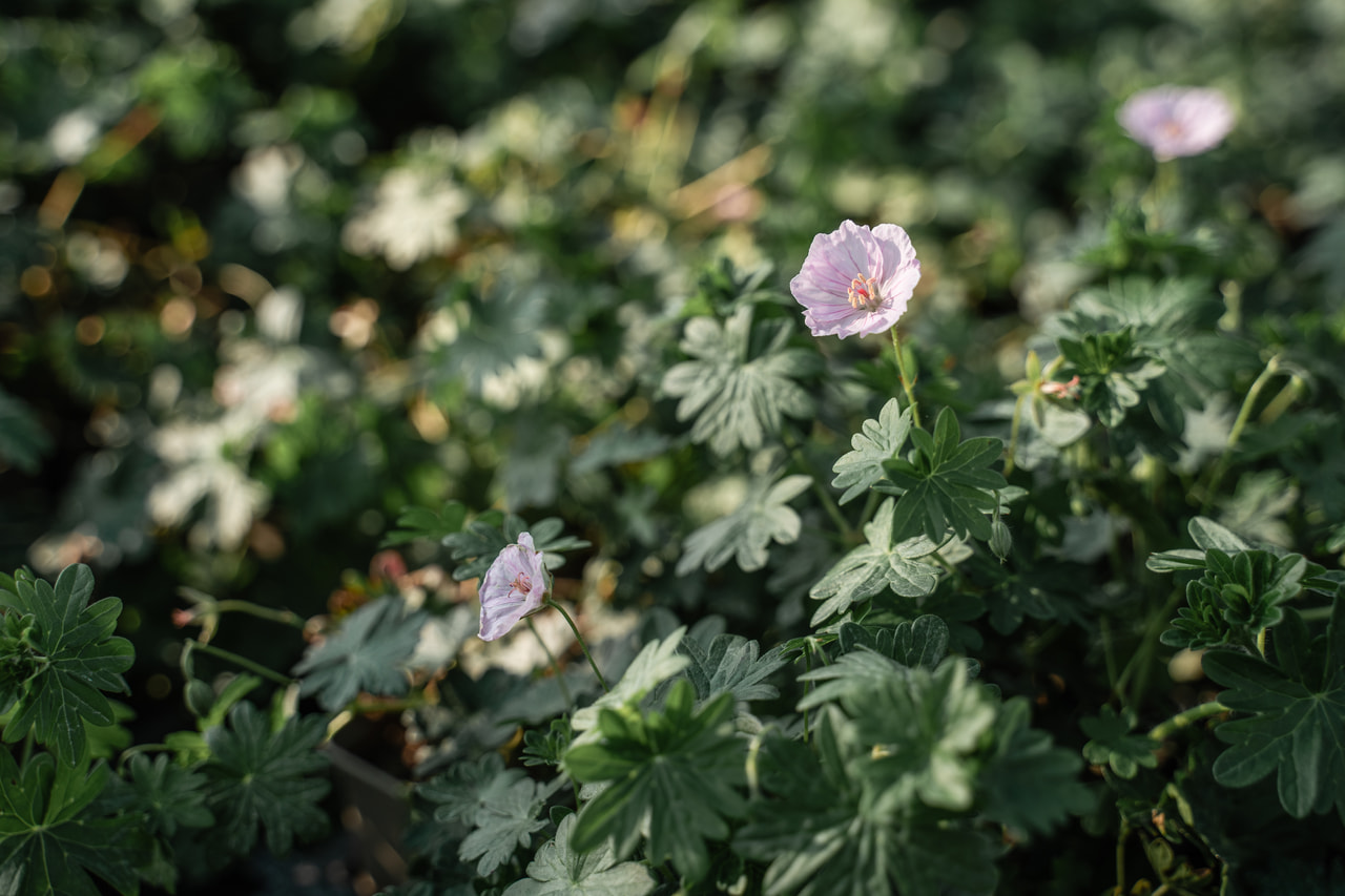 Verikurjenpolvi Apfelblüte, Loukykvět