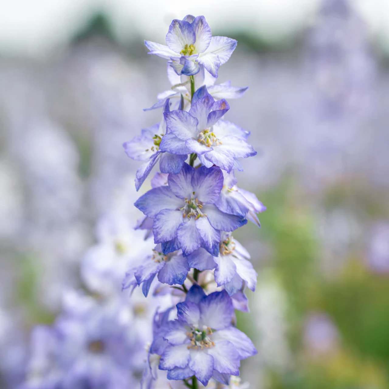 Larkspur Fancy Purple Picotee, Loukykvět