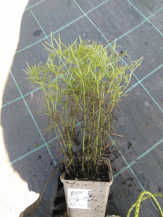 Krásnoočko Zagreb - 19. 8. 2025