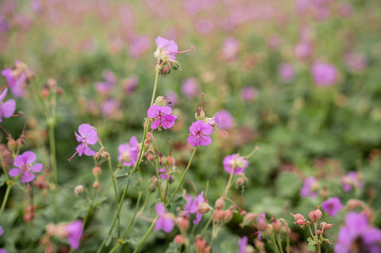 Peittokurjenpolvi Cambridge, Loukykvět