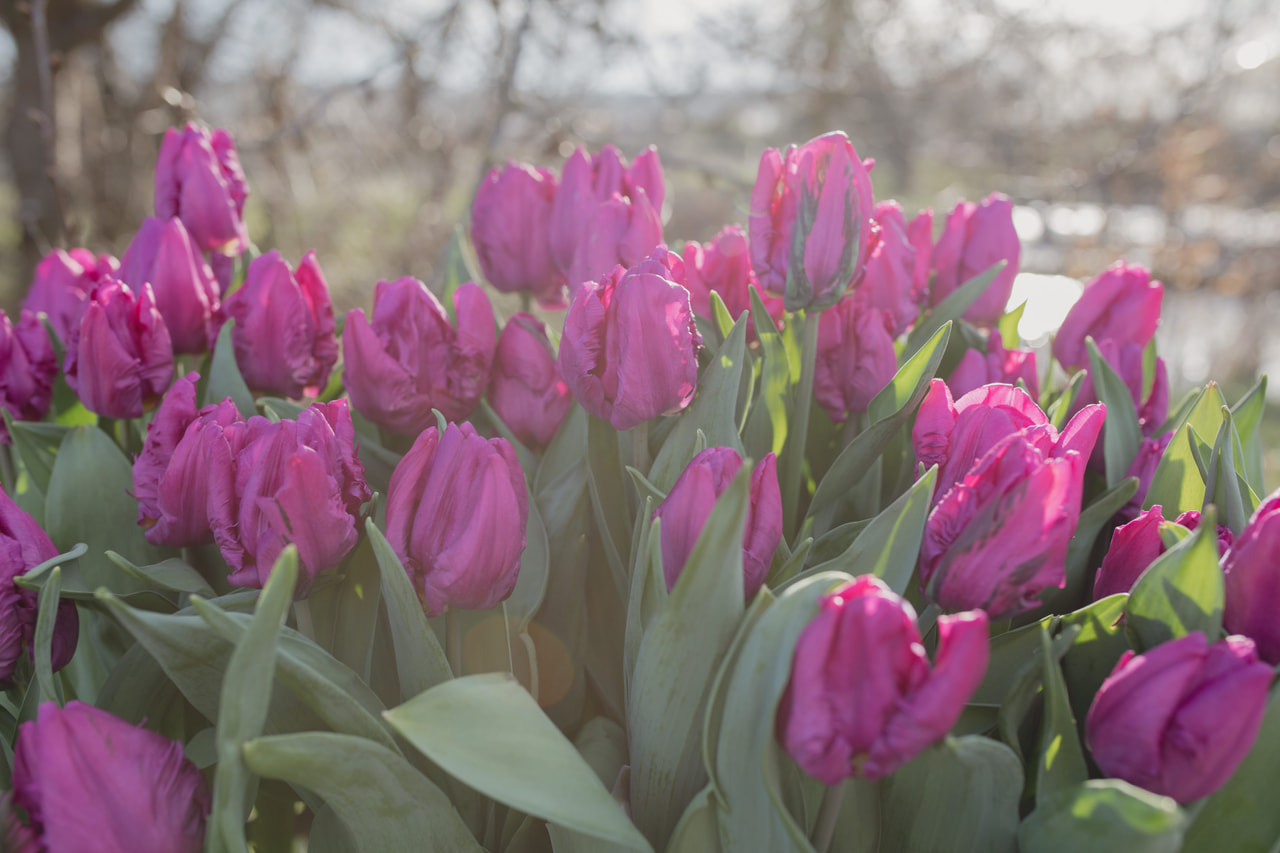 Tulppaani Parrot Prince, Loukykvět