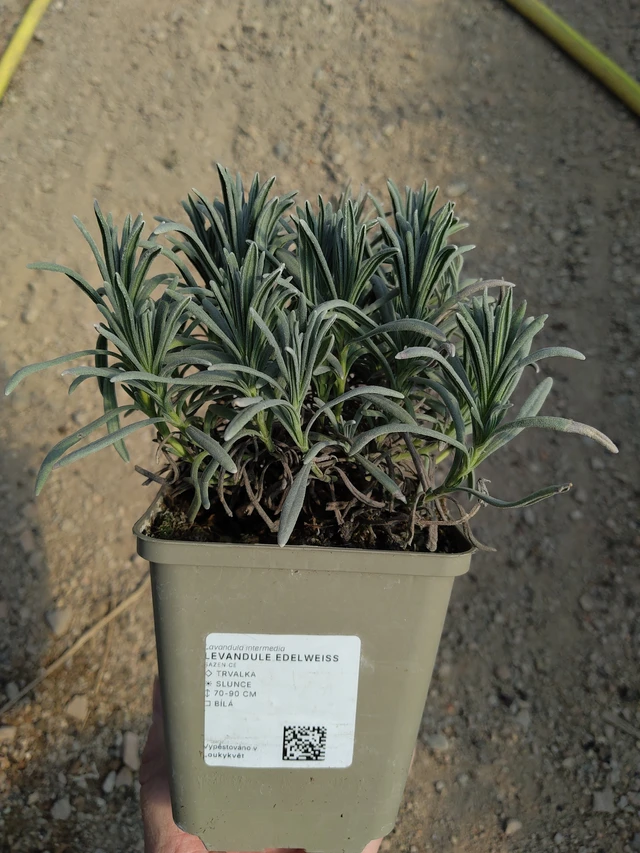 Laventeli Edelweiss - 27. 3. 2026