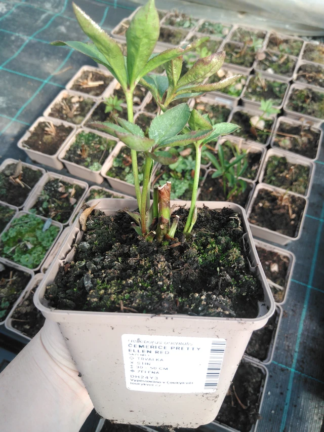 Jouluruusu Pretty Ellen Red - 3. 4. 2025