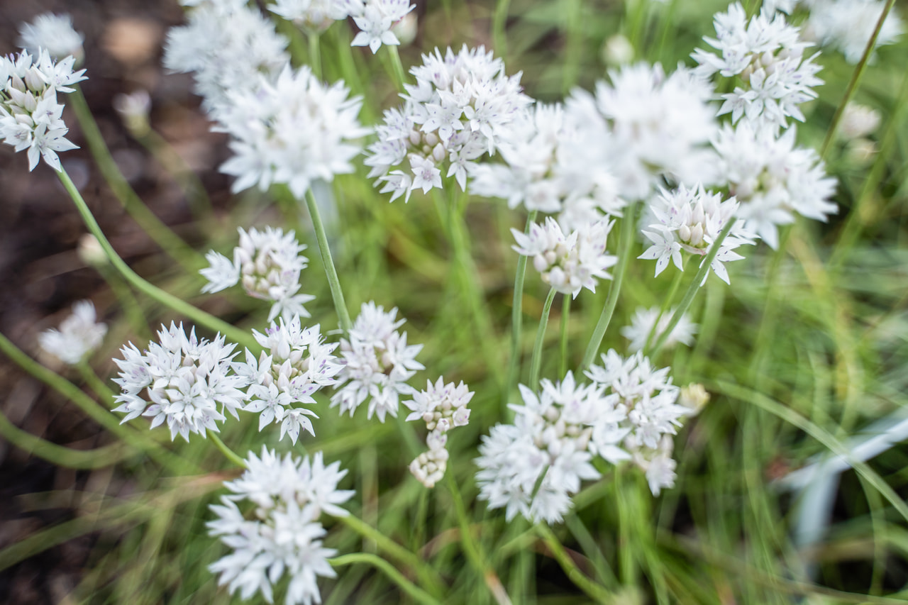 Allium Graceful Beauty, Loukykvět