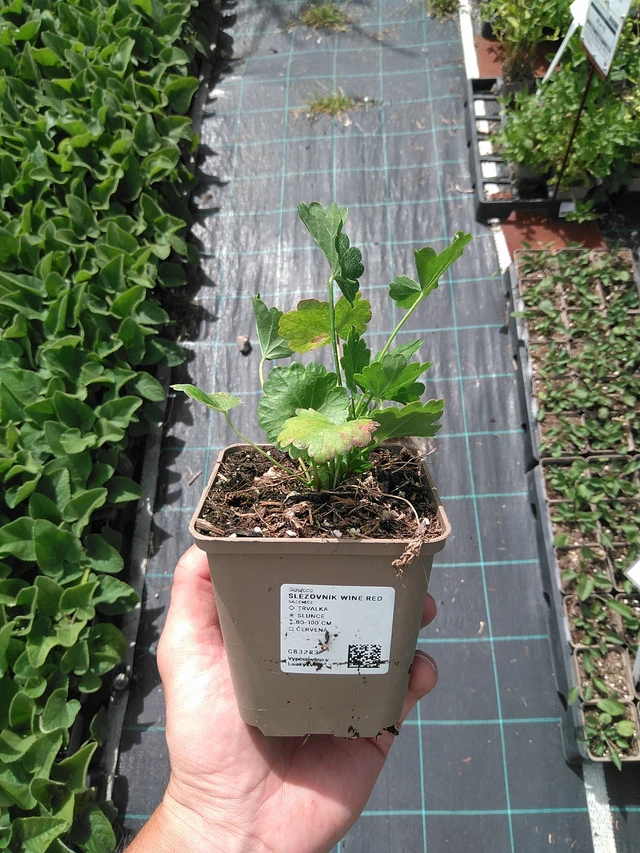 Sidalcea Wine Red - 24. 6. 2025