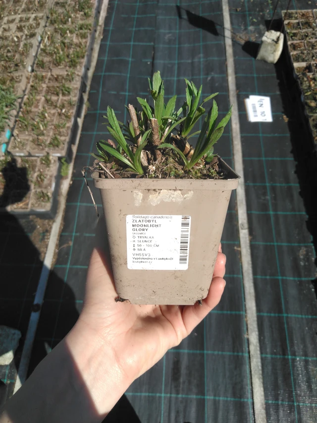 Piisku Moonlight Glory - 3. 4. 2025