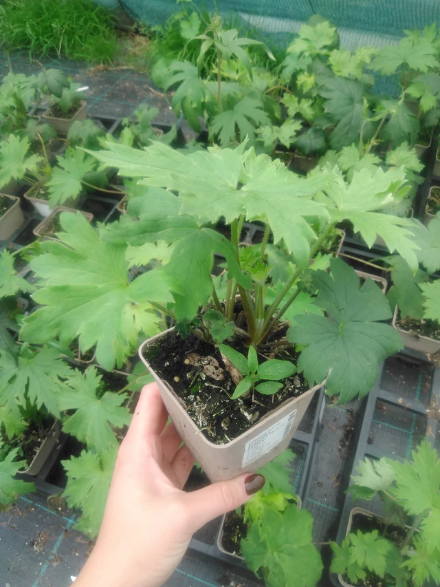 Ritarinkannus Benary’s Pacific Astolat - 2024