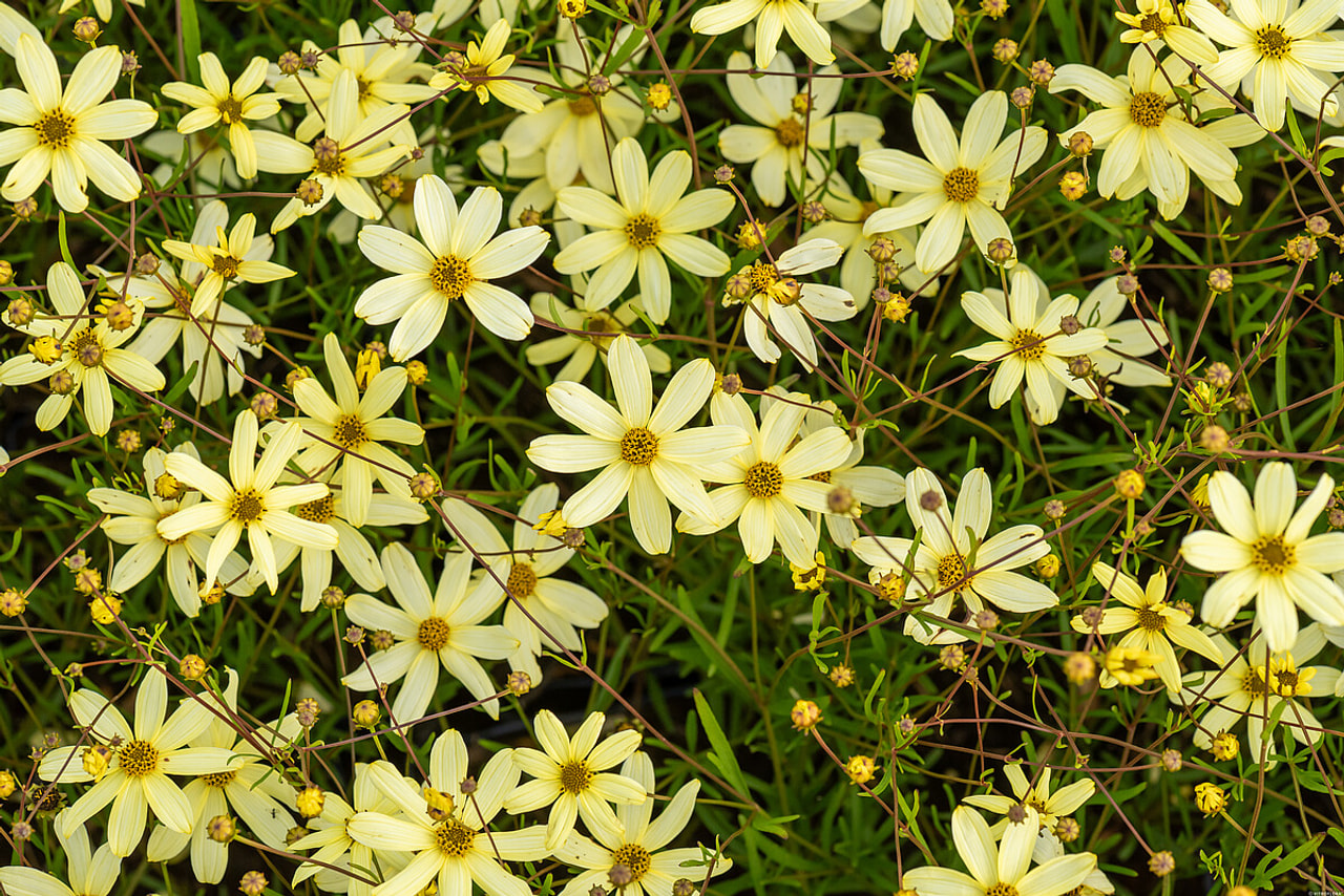 Coreopsis Moonbeam, Loukykvět