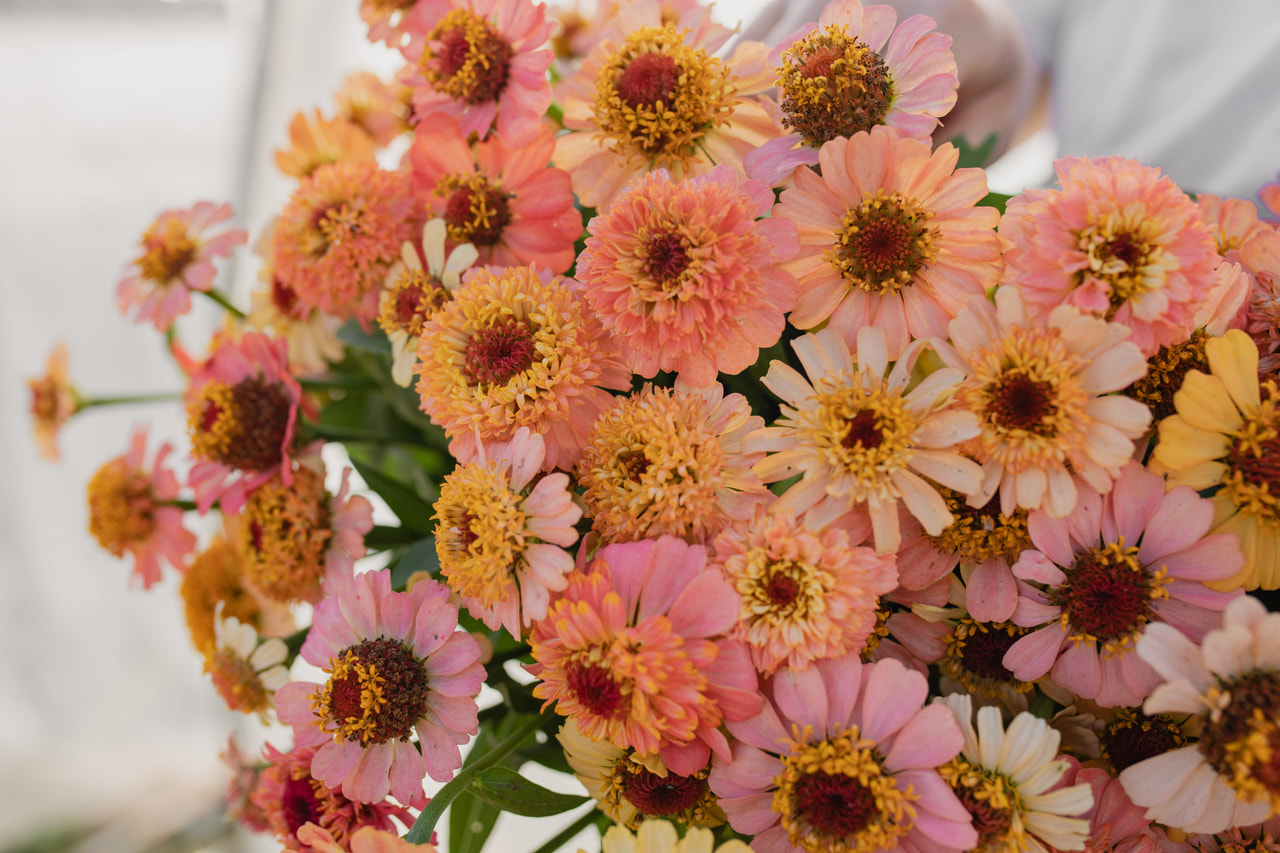 Tsinnia Zinderella Peach, Loukykvět