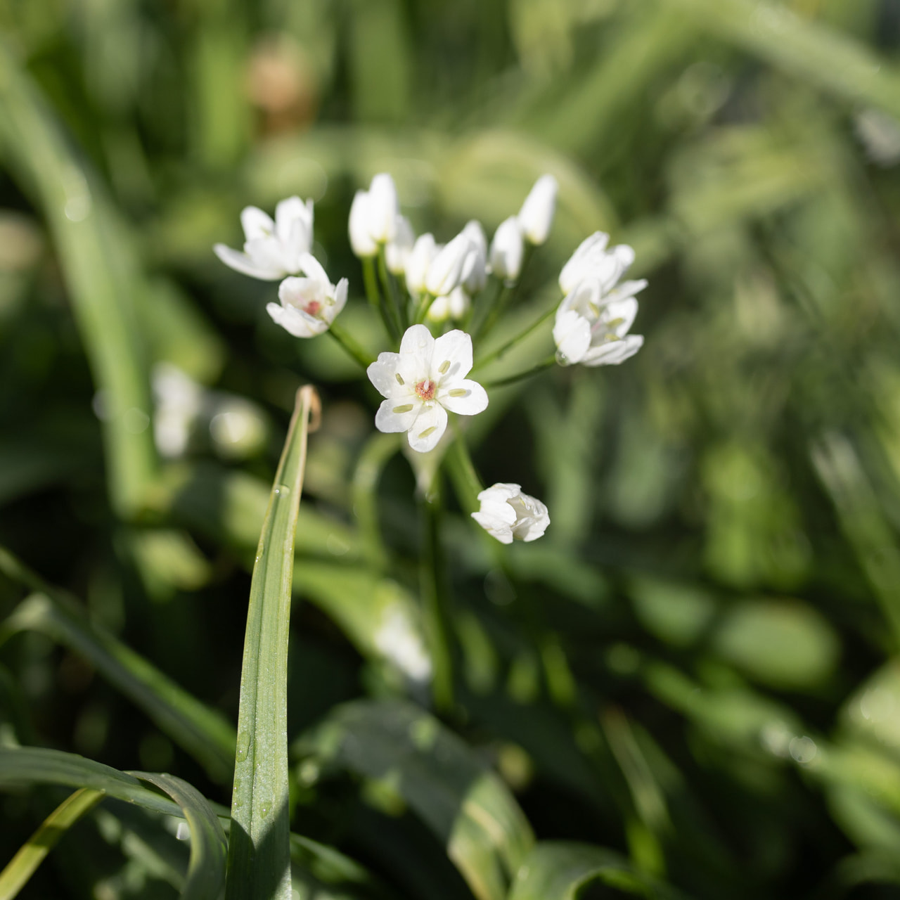 Allium cowanii, Loukykvět