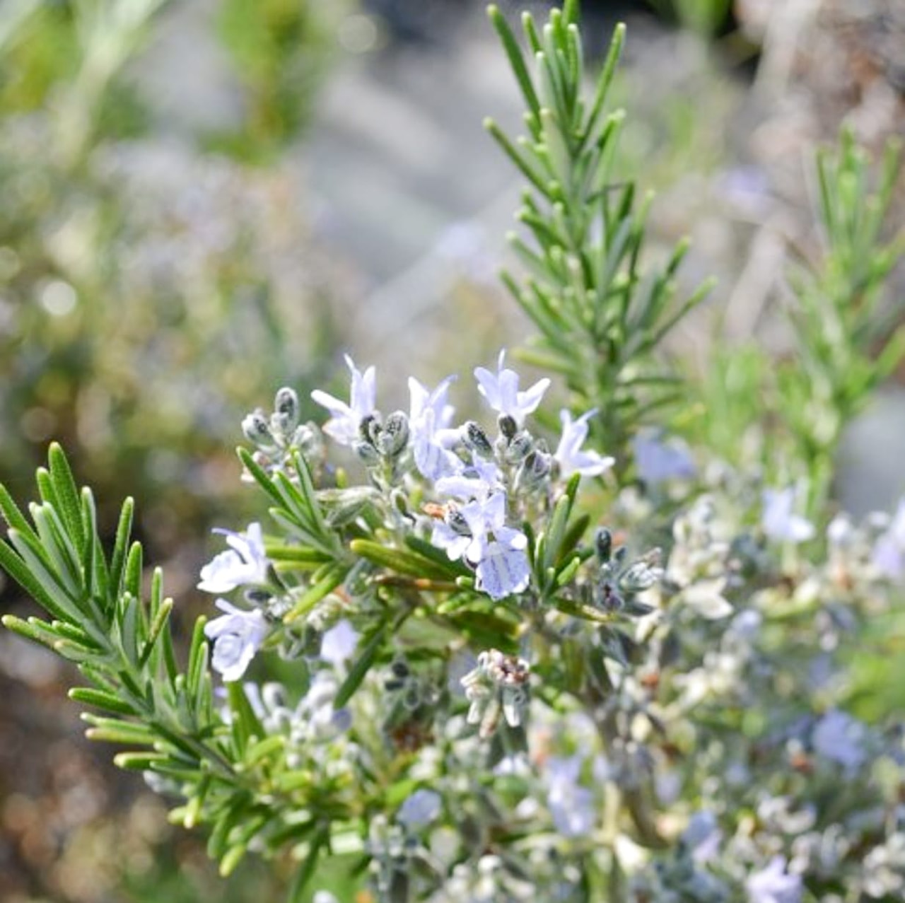 Romero Fox tail, Loukykvět