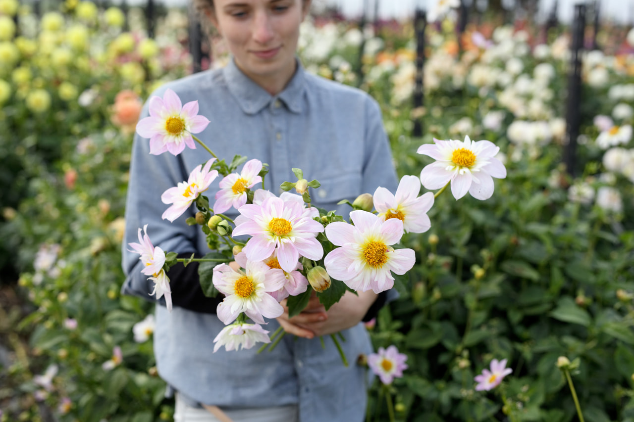 Daalia Teesbrooke Audrey, Loukykvět
