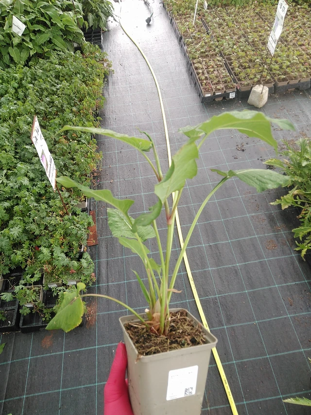 Konnantatar Fat Domino - 7. 7. 2025