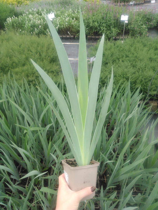 Kurjenmiekka Glacier - 2024