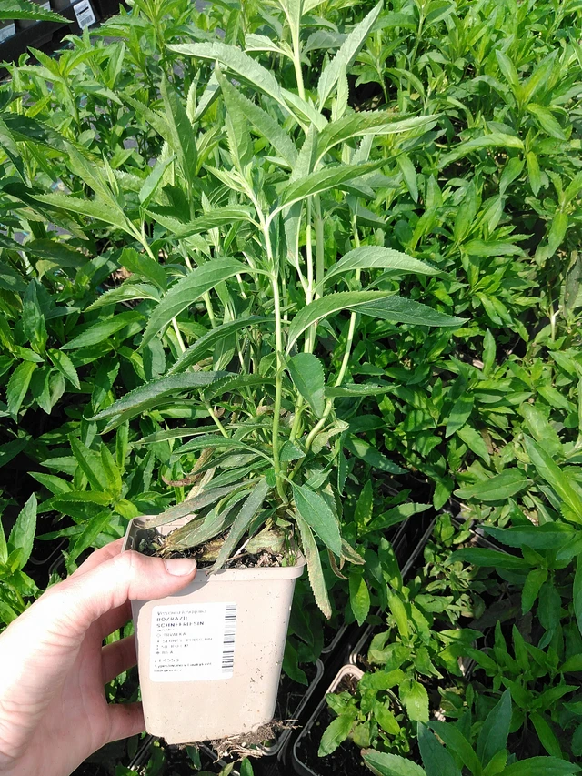 Tädyke Schneeriesin - 9. 6. 2025