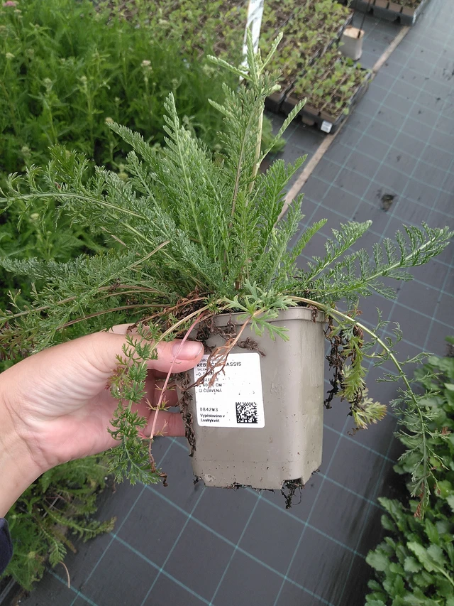 Siankärsämö Cerise Queen - 11. 7. 2025