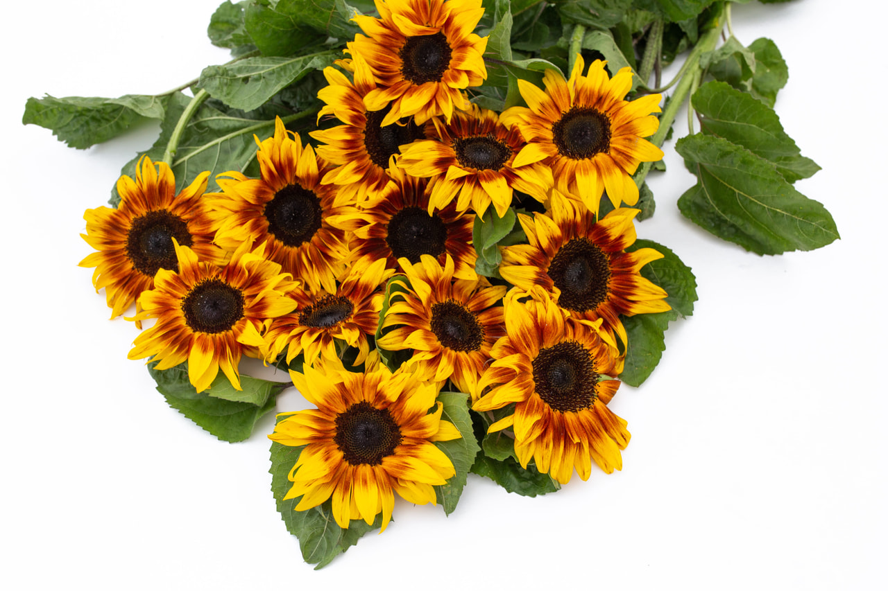 Zonnebloem ProCut Bicolor, Loukykvět