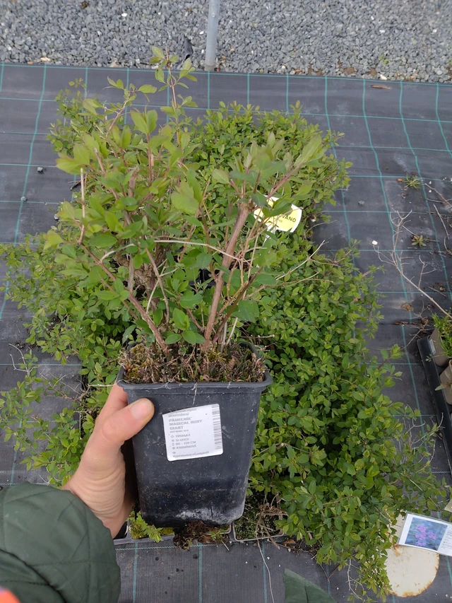 Symphoricarpos Magical Ruby Giant - 21. 4. 2026