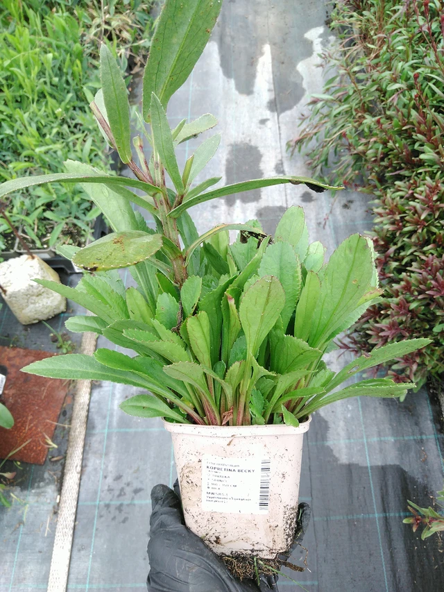 Härjasilm Becky - 10. 9. 2025