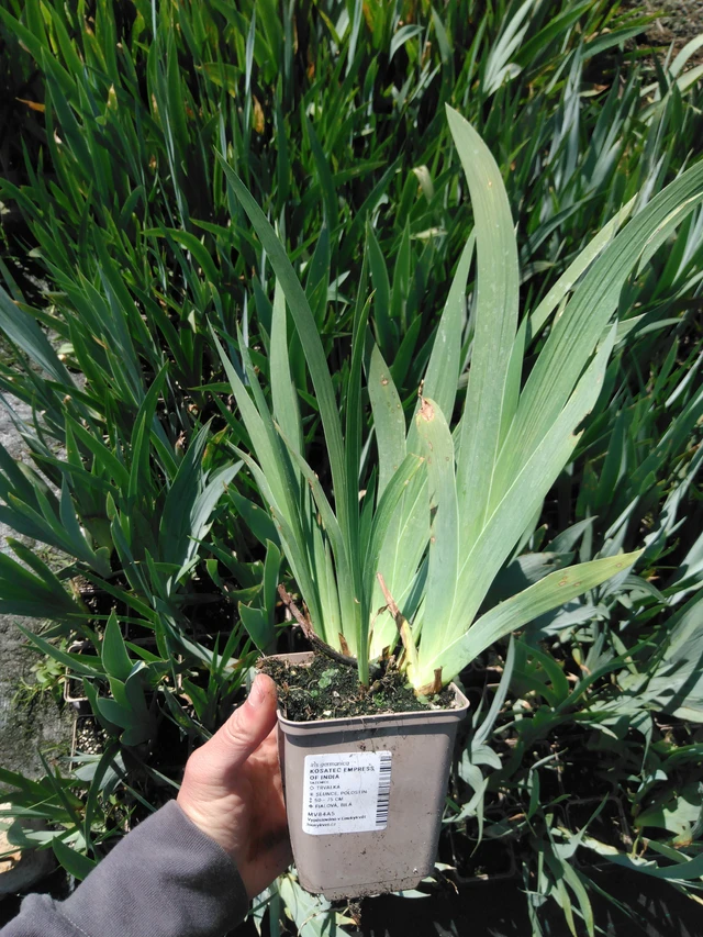 Kurjenmiekka Empress of India - 13. 5. 2025